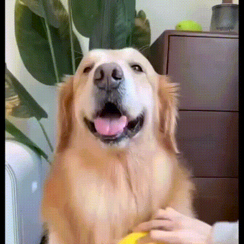 Adios al pelo suelto